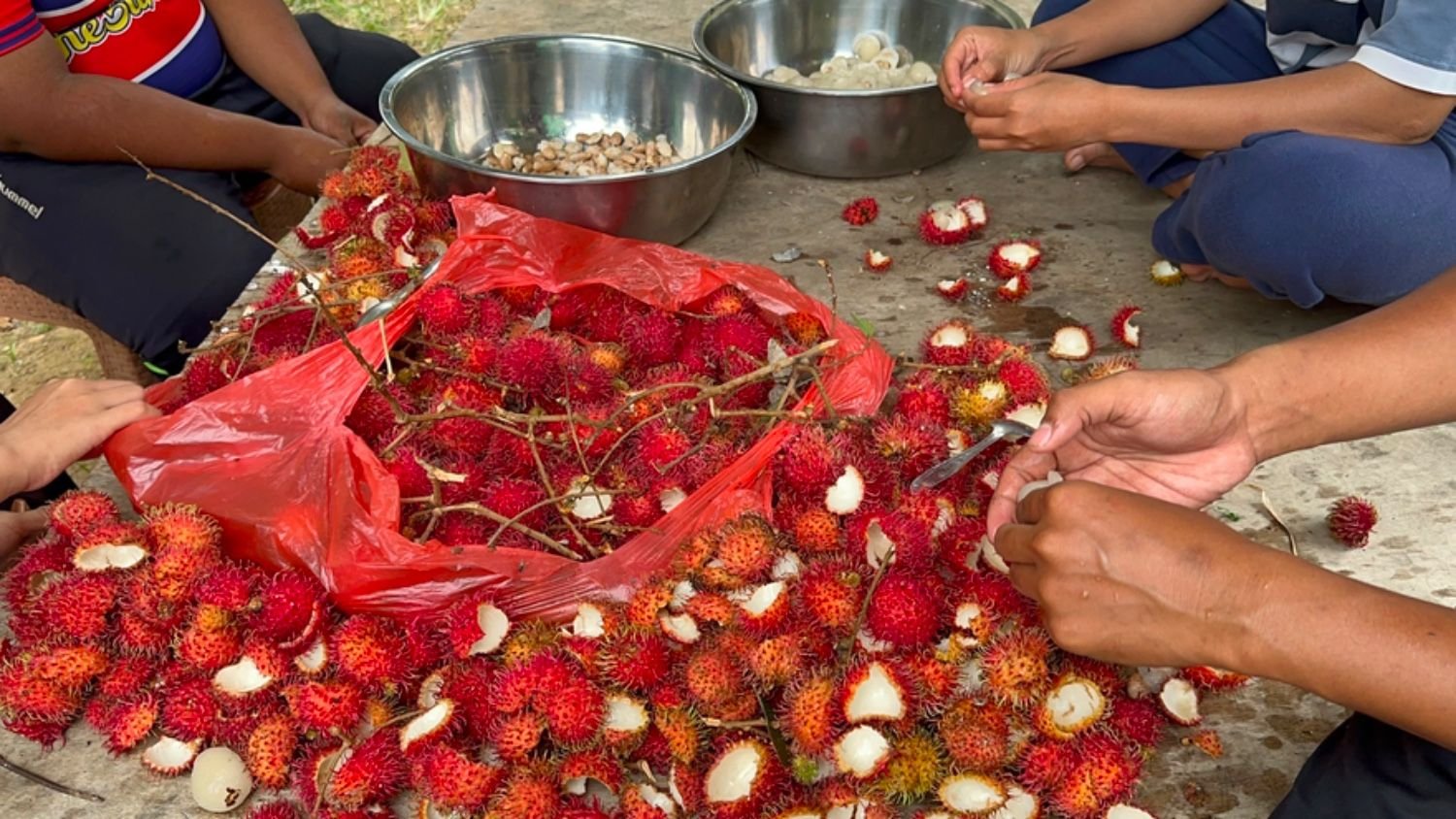 Pembuatan Pupuk Bokashi dari Limbah Kulit Rambutan